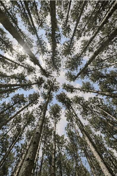 Screen Shot 2016-08-03 at 11.05.48 AM